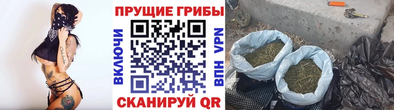 купить цена Сорск Псилоцибиновые грибы Magic Shrooms